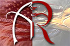 American Rhetoric
